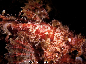 A close study of a scorpion fish taken with a Canon 5D, S... by Chad Engle 